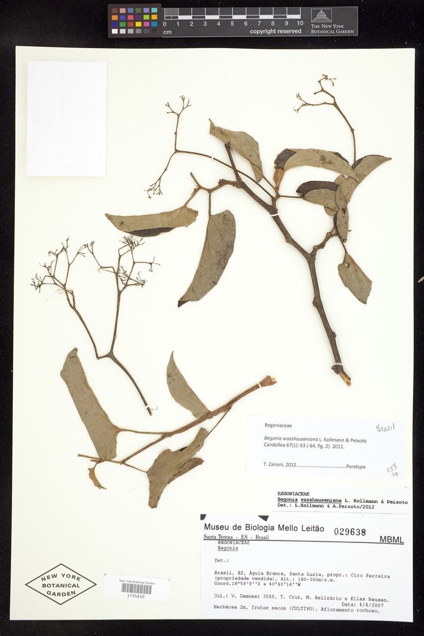 B. wasshauseniana